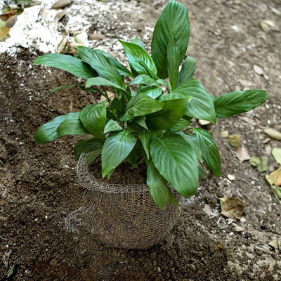Size Customized Gopher Wire Baskets , Gopher Baskets For Fruit Trees