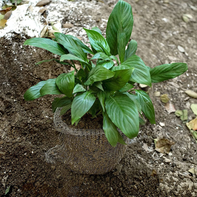 Size Customized Gopher Wire Baskets , Gopher Baskets For Fruit Trees